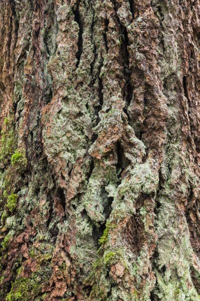 Washington, Olympics Old growth Douglas fir bark
